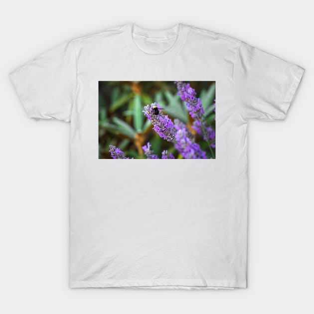 Bumblebee on lavender T-Shirt by blossomcophoto